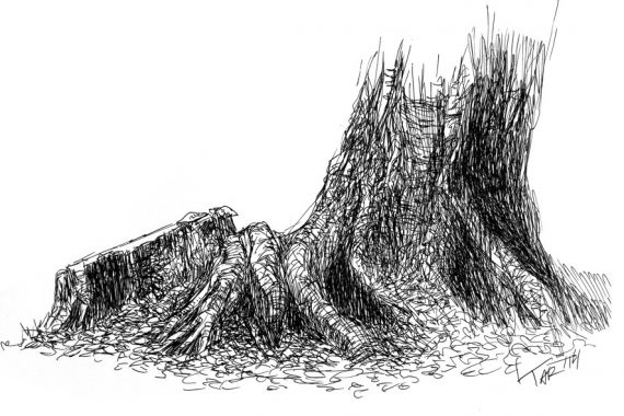Открытка «Корни старой берёзы» (Юлия Тар)